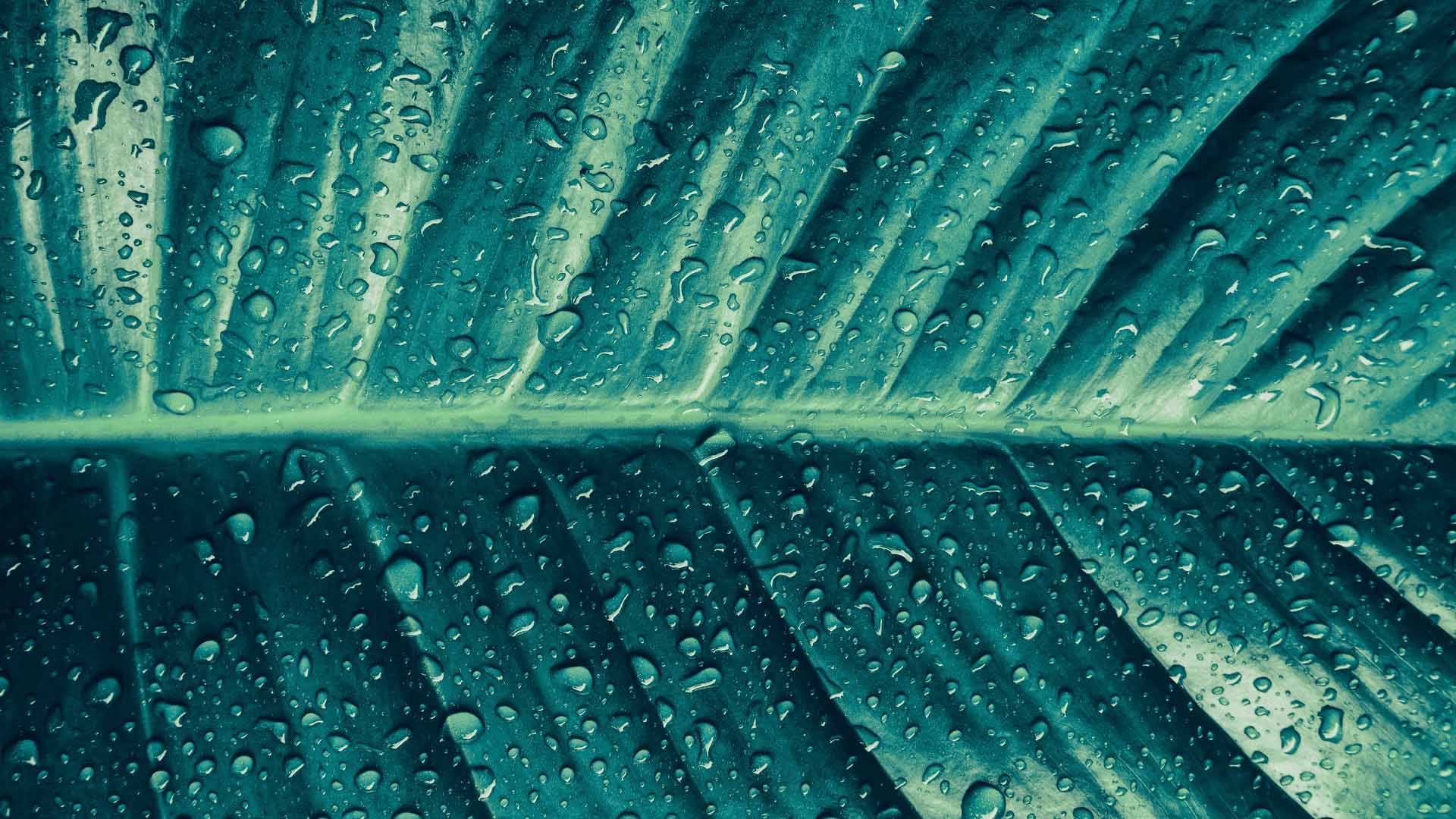 Halsokraft2_customercase-min